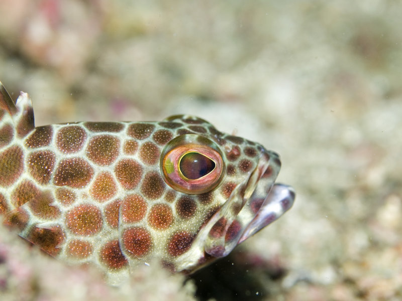 Goby, Ko Bida